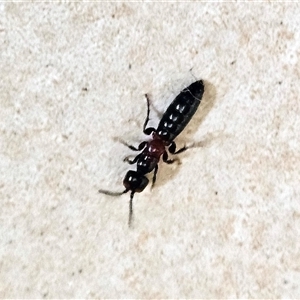 Tiphiidae (family) at Hawker, ACT - 21 Nov 2024