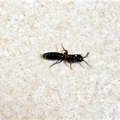 Tiphiidae (family) at Hawker, ACT - 21 Nov 2024