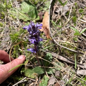 Ajuga australis at Cotter River, ACT - 20 Nov 2024