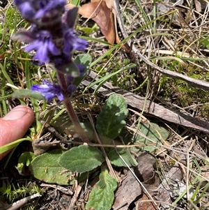 Ajuga australis at Cotter River, ACT - 20 Nov 2024