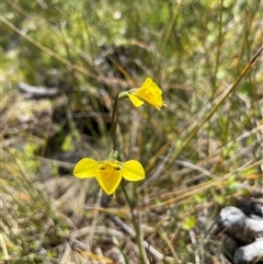 Diuris monticola (Highland Golden Moths) at Cotter River, ACT - 20 Nov 2024 by nathkay