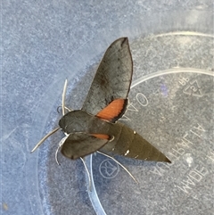 Unidentified Hawk moth (Sphingidae) at Mickleham, VIC - 20 Nov 2024 by Shari777