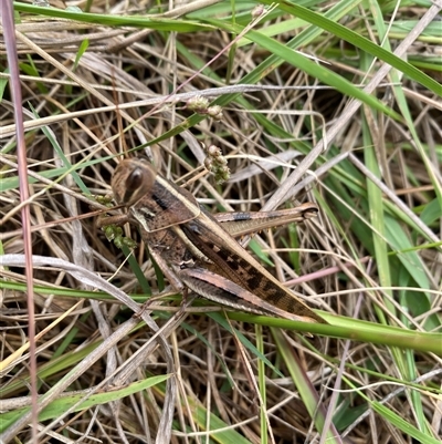 Austracris proxima (Spur-throated locust) at Orangeville, NSW - 19 Nov 2024 by elisebird