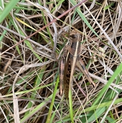 Austracris proxima at Orangeville, NSW - 19 Nov 2024