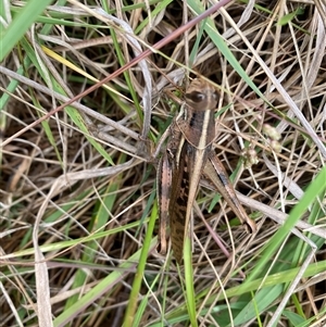 Austracris proxima at Orangeville, NSW - 19 Nov 2024 11:32 AM