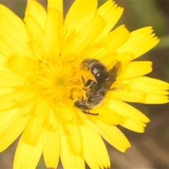 Lasioglossum (Chilalictus) lanarium (Halictid bee) at Bungonia, NSW - 17 Nov 2024 by AlisonMilton