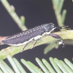 Rhinotia sp. in brunnea-group (A belid weevil) at Bungonia, NSW - 17 Nov 2024 by AlisonMilton