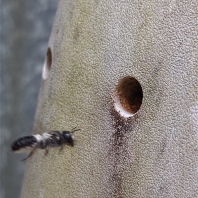 Megachile sp. (several subgenera) (Resin Bees) at Mount Kembla, NSW - 20 Nov 2024 by BackyardHabitatProject