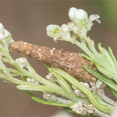 Conoeca or Lepidoscia (genera) IMMATURE at Bungonia, NSW - 16 Nov 2024 by AlisonMilton