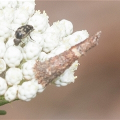 Conoeca or Lepidoscia (genera) IMMATURE at Bungonia, NSW - 17 Nov 2024