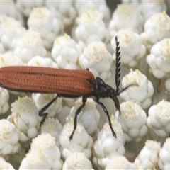 Porrostoma rhipidium (Long-nosed Lycid (Net-winged) beetle) at Bungonia, NSW - 17 Nov 2024 by AlisonMilton