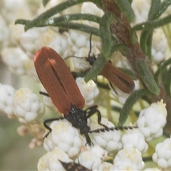 Porrostoma rhipidium at Bungonia, NSW - 17 Nov 2024