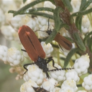 Porrostoma rhipidium at Bungonia, NSW - 17 Nov 2024