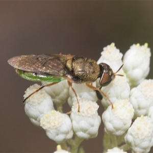 Odontomyia opertanea at Bungonia, NSW by AlisonMilton