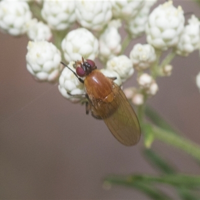 Rhagadolyra magnicornis (Lauxaniid fly) at Bungonia, NSW - 17 Nov 2024 by AlisonMilton