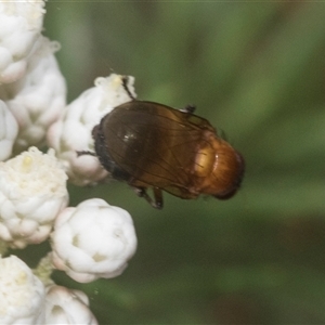 Rhagadolyra magnicornis at Bungonia, NSW - 17 Nov 2024 10:56 AM