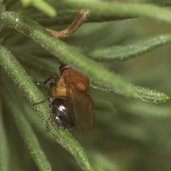 Rhagadolyra magnicornis at Bungonia, NSW - 17 Nov 2024 10:56 AM