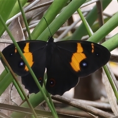 Tisiphone abeona (Varied Sword-grass Brown) at Appin, NSW - 20 Nov 2024 by jb2602