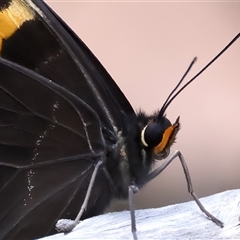 Tisiphone abeona at Appin, NSW - 20 Nov 2024 12:13 PM