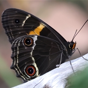 Tisiphone abeona at Appin, NSW - 20 Nov 2024