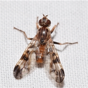 Cardiacera sp. (genus) at Jerrabomberra, NSW - 20 Nov 2024