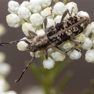 Pempsamacra dispersa at Bungonia, NSW - 17 Nov 2024