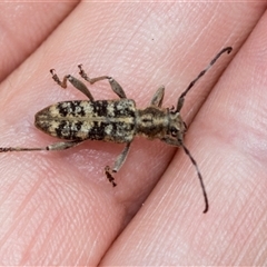 Pempsamacra dispersa at Bungonia, NSW - 17 Nov 2024