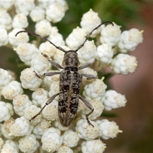 Pempsamacra dispersa at Bungonia, NSW - 17 Nov 2024