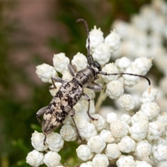 Pempsamacra dispersa at Bungonia, NSW - 17 Nov 2024