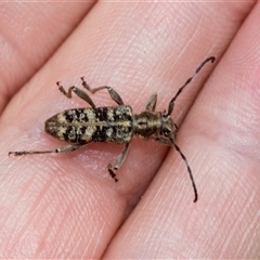 Pempsamacra dispersa at Bungonia, NSW - 17 Nov 2024 10:51 AM
