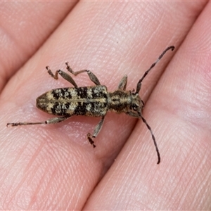 Pempsamacra dispersa at Bungonia, NSW - 17 Nov 2024