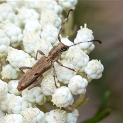 Pempsamacra pygmaea (Longhorn beetle) at Bungonia, NSW - 16 Nov 2024 by AlisonMilton