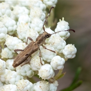 Pempsamacra tillides at Bungonia, NSW - 17 Nov 2024