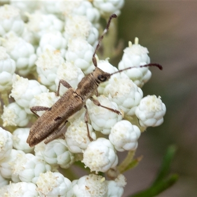 Pempsamacra pygmaea (Longhorn beetle) at Bungonia, NSW - 16 Nov 2024 by AlisonMilton