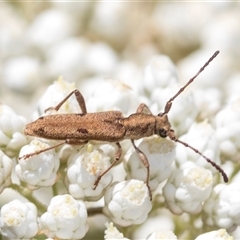 Pempsamacra pygmaea at Bungonia, NSW - 17 Nov 2024