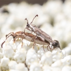 Pempsamacra tillides at Bungonia, NSW - 17 Nov 2024