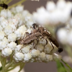 Pempsamacra tillides at Bungonia, NSW - 17 Nov 2024