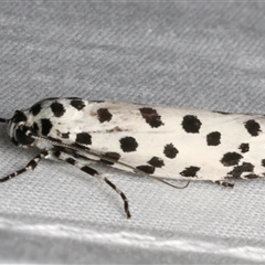 Ethmia clytodoxa at Bulli, NSW - 20 Nov 2024 by jb2602