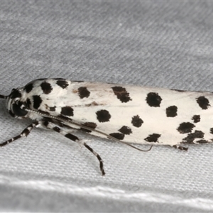 Ethmia clytodoxa at Bulli, NSW - 20 Nov 2024