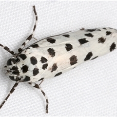 Ethmia clytodoxa at Bulli, NSW - 20 Nov 2024 08:58 PM