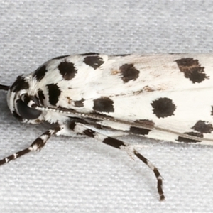 Ethmia clytodoxa at Bulli, NSW - 20 Nov 2024