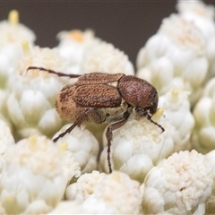 Microvalgus sp. (genus) (Flower scarab) at Bungonia, NSW - 17 Nov 2024 by AlisonMilton