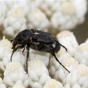 Microvalgus sp. (genus) at Bungonia, NSW - 17 Nov 2024