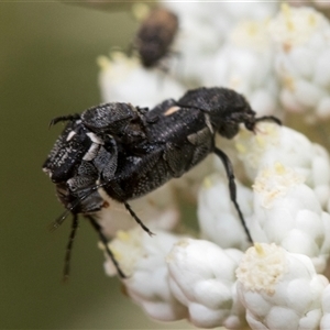 Microvalgus sp. (genus) at Bungonia, NSW - 17 Nov 2024