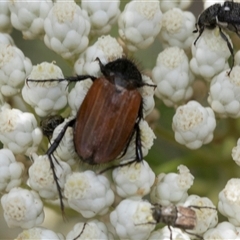 Phyllotocus rufipennis (Nectar scarab) at Bungonia, NSW - 16 Nov 2024 by AlisonMilton