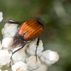 Phyllotocus rufipennis at Bungonia, NSW - 17 Nov 2024