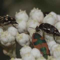 Mordella sp. (genus) (Pintail or tumbling flower beetle) at Gundary, NSW - 17 Nov 2024 by AlisonMilton