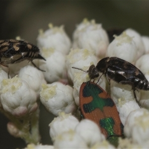 Mordella sp. (genus) (Pintail or tumbling flower beetle) at Gundary, NSW by AlisonMilton