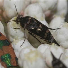 Mordella sp. (genus) at Gundary, NSW - 17 Nov 2024