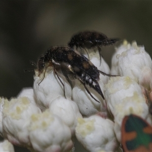 Mordella sp. (genus) at Gundary, NSW - 17 Nov 2024